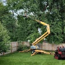 Professional Tree Care in Tybee Island, GA